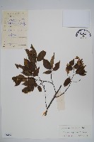 岩生鵝耳櫪藏品圖，第1張