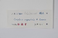 岩生鵝耳櫪藏品圖，第2張