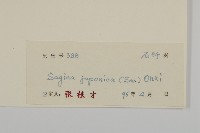 瓜槌草、漆姑草藏品圖，第3張