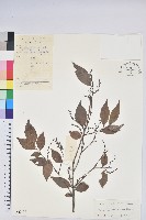 米飯花藏品圖，第1張