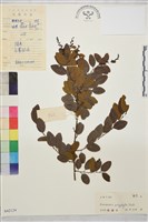 多葉勾兒茶藏品圖，第1張