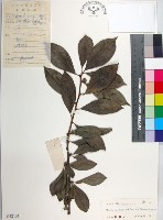 柘樹藏品圖，第1張