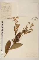 佩蘭、澤蘭藏品圖，第1張