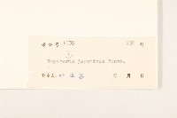 佩蘭、澤蘭藏品圖，第3張