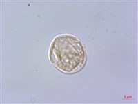 水絲麻藏品圖，第1張