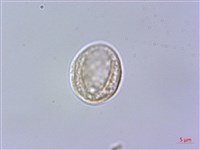 水絲麻藏品圖，第2張