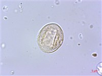 水絲麻藏品圖，第3張