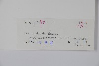 細果鐵冬青藏品圖，第2張