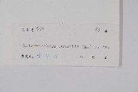 蓮子草藏品圖，第2張