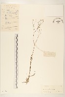 細葉苦實藏品圖，第1張