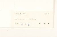 細葉苦實藏品圖，第3張