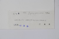 廣西狗牙花藏品圖，第2張