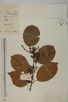 南蛇藤藏品圖，第1張