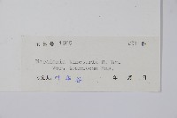 絨毛芙蓉蘭藏品圖，第2張