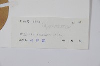 水檳榔藏品圖，第2張