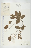 光葉絞股藍藏品圖，第1張