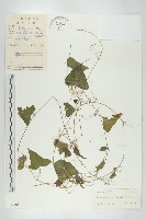 馬交兒藏品圖，第1張