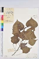 烏臼藏品圖，第1張