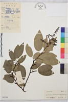 多花勾兒茶, 多花黃鱔藤藏品圖，第1張