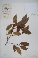 金花獼猴桃藏品圖，第1張