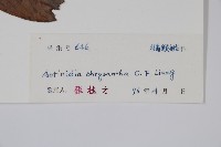 金花獼猴桃藏品圖，第2張