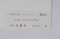 紫槭藏品圖，第2張