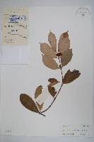 紫花絡石藏品圖，第1張