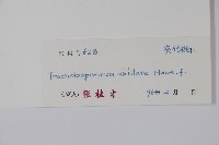 紫花絡石藏品圖，第2張