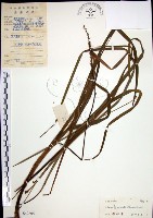 麥門冬藏品圖，第1張