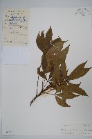 短梗大參藏品圖，第1張