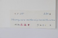 短梗大參藏品圖，第2張