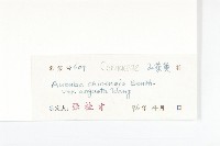 狹葉桃葉珊瑚藏品圖，第3張