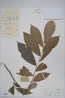 嘉陵花藏品圖，第1張