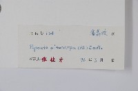 嘉陵花藏品圖，第2張