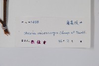 紫玉盤藏品圖，第2張