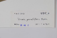 山椒子藏品圖，第2張
