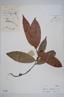 香港鷹爪花藏品圖，第1張