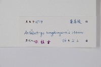 香港鷹爪花藏品圖，第2張