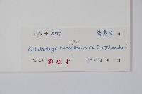 鷹爪花藏品圖，第2張