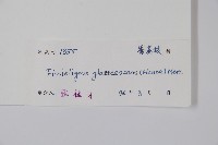 裏白瓜馥木藏品圖，第2張