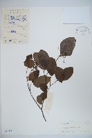 南方莢迷藏品圖，第1張