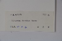 南方莢迷藏品圖，第2張