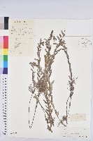 擬葉下珠、細葉油柑藏品圖，第1張