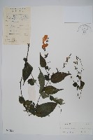 曲枝假藍藏品圖，第1張