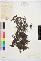 威靈仙藏品圖，第1張