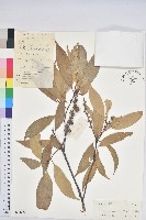 橿葉柯藏品圖，第1張