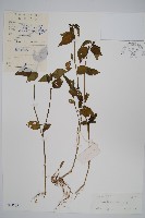 登錄號:S042263藏品圖，第1張