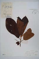 錐序水東哥藏品圖，第1張