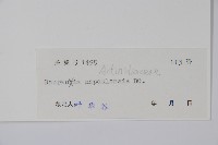 錐序水東哥藏品圖，第2張