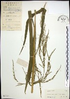 棕葉狗尾草藏品圖，第1張